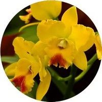 Orchid Cymbidium