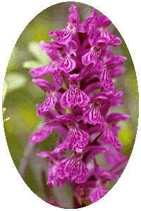 Dactylorhiza Majalis