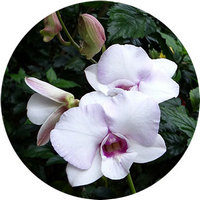 Orchid - Orquidea Dendrobium