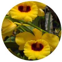 Orchid - Dendrobium Chrysotoxum