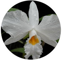 Orchid - Dendrobium Infundibolum