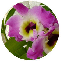 Orchid - Dendrobium Nobile