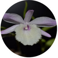 Dendrobium