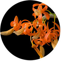 Orchid - Dendrobium Unicum