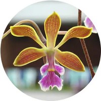 Encyclia Orchid