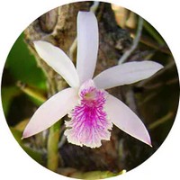 Epidendrum Orchid