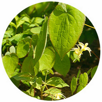 Potato Orchid - Gastrodia