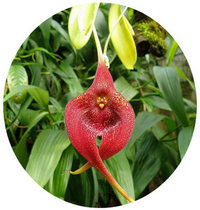 Masdevallia Orchid