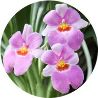 Miltonia Orchid