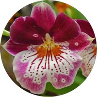 Pansy Orchid - Miltonia Orchid
