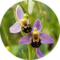 Ophrys Apifera
