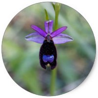 Ophrys Apifera