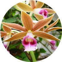 Phaius Orchid