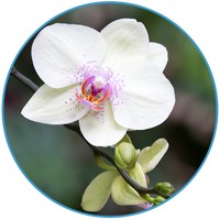 Orchid Phalenopsis