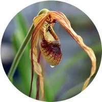 Phragmipedium Orchid