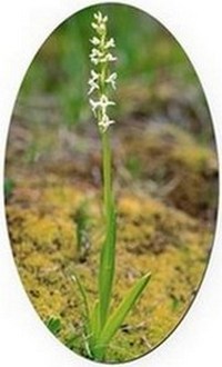 Platanthera Aquilonis