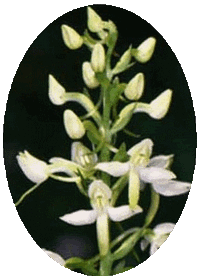 Platanthera Bifolia