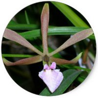Orchid - Prosthechea Michuacana Orchid