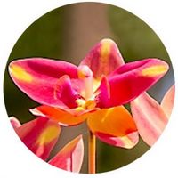 Orchid - Spathoglottis Plicata