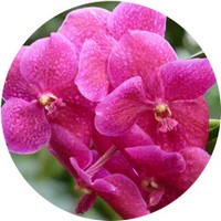 Vanda Orchid