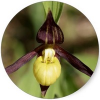 Cypripedium Calceolus