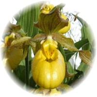 Cypripedium Calceolus
