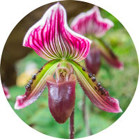 Cypripedium Japonicum