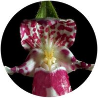 Cypripedium Japonicum