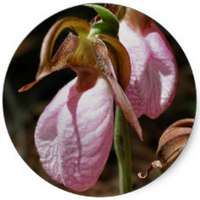Cypripedium Acaule