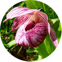 Cypripedium