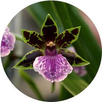 Zygopetalum Orchid