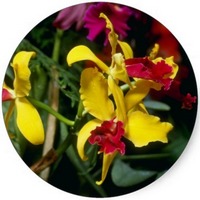 Orchid