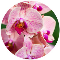 Orchid