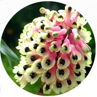 Orchis - Orquidea Satiri&oacuten Manchado