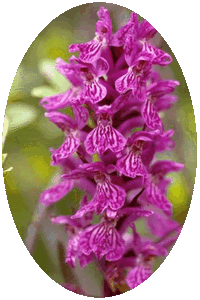 Orchis Latifolia