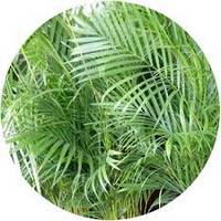 Areca Catechu