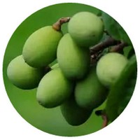 Areca Nut