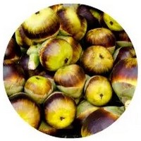 Arenga Pinnata - Sugar Palm