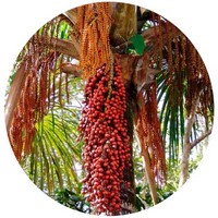 Ita Palm