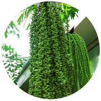 Caryota Mitis - Fishtail Palm