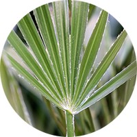 Chamaerops Humilis - Palmera Enana