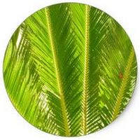 Cycas