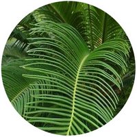 Cycas Panzhihuaensis