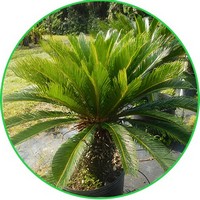 Cycas Revoluta