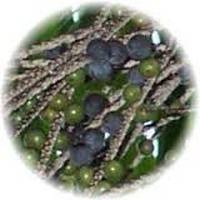 Acai Berries - Euterpe Oleracea