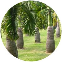 Hyophorbe Lagenicaulis - Palma Botella