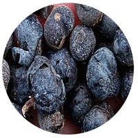 Hyophorbe Lagenicaulis - Bottle Palm Seeds