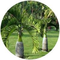 Bottle Palm