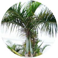 Hyophorbe Verschaffeltii - Palmiste Marron