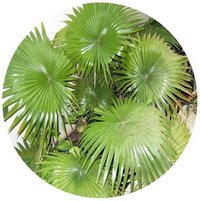 Livistona Rotundifolia